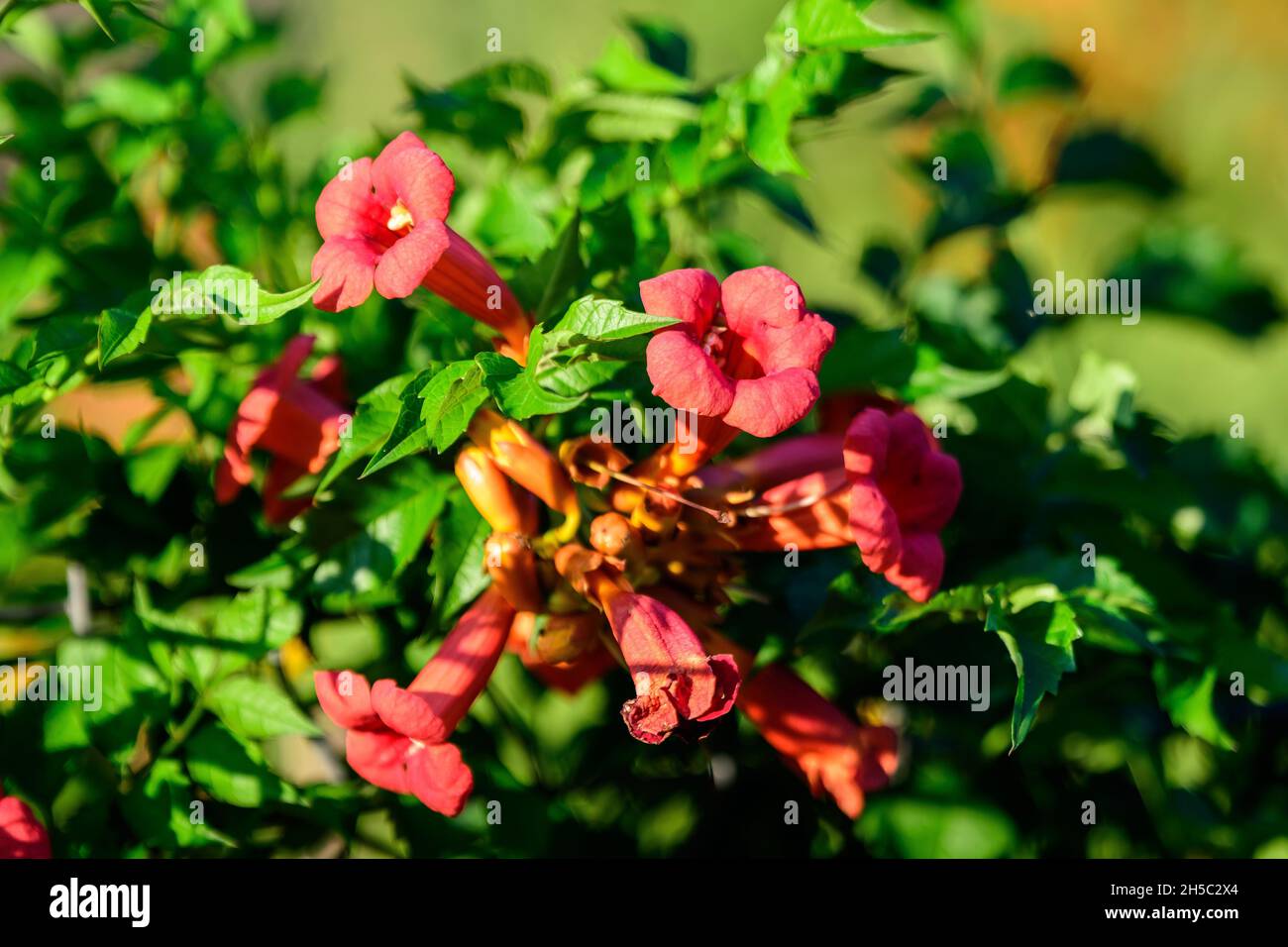 Beaucoup de fleurs rouges orange vif et de feuilles vertes de plante de Campsis radicans, communément connu comme la trompette ou le super-réducteur, la vache ou la vigne d'oiseau-colibris, Banque D'Images