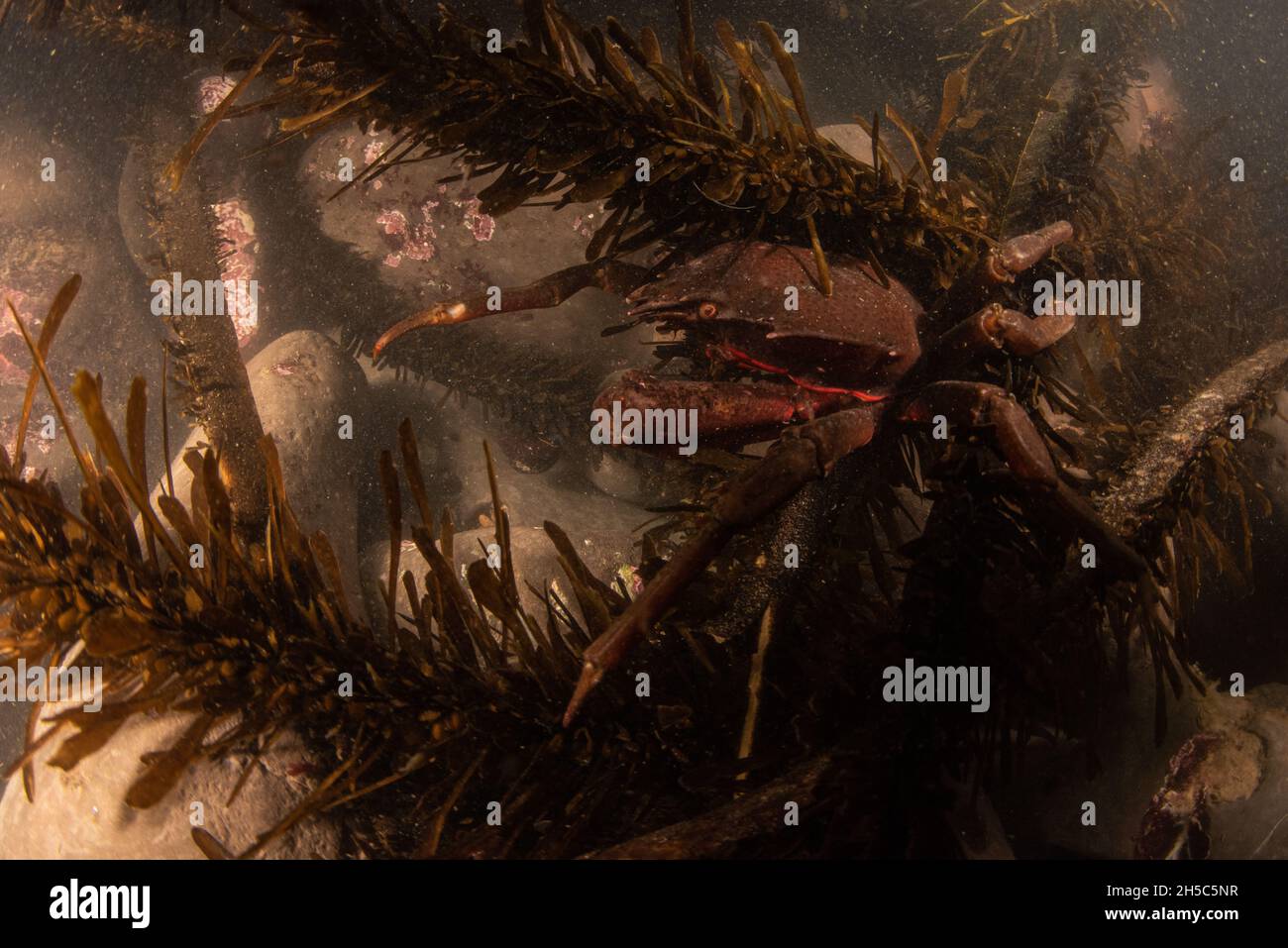 Pugettia producta, le crabe de varech du nord dans un tidepool de l'océan pacifique sur la côte ouest, dans la réserve marine Fitzgerald, dans le comté de San Mateo, en Californie. Banque D'Images