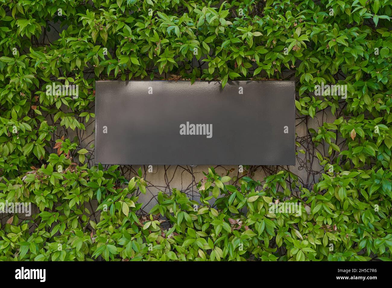 Panneau vierge sur le mur recouvert d'une plante grimpant. Banque D'Images