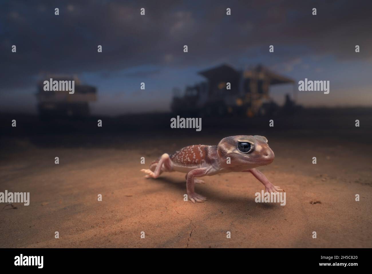 Gecko (Nephrurus laevis) marchant près d'un camping, Australie Banque D'Images