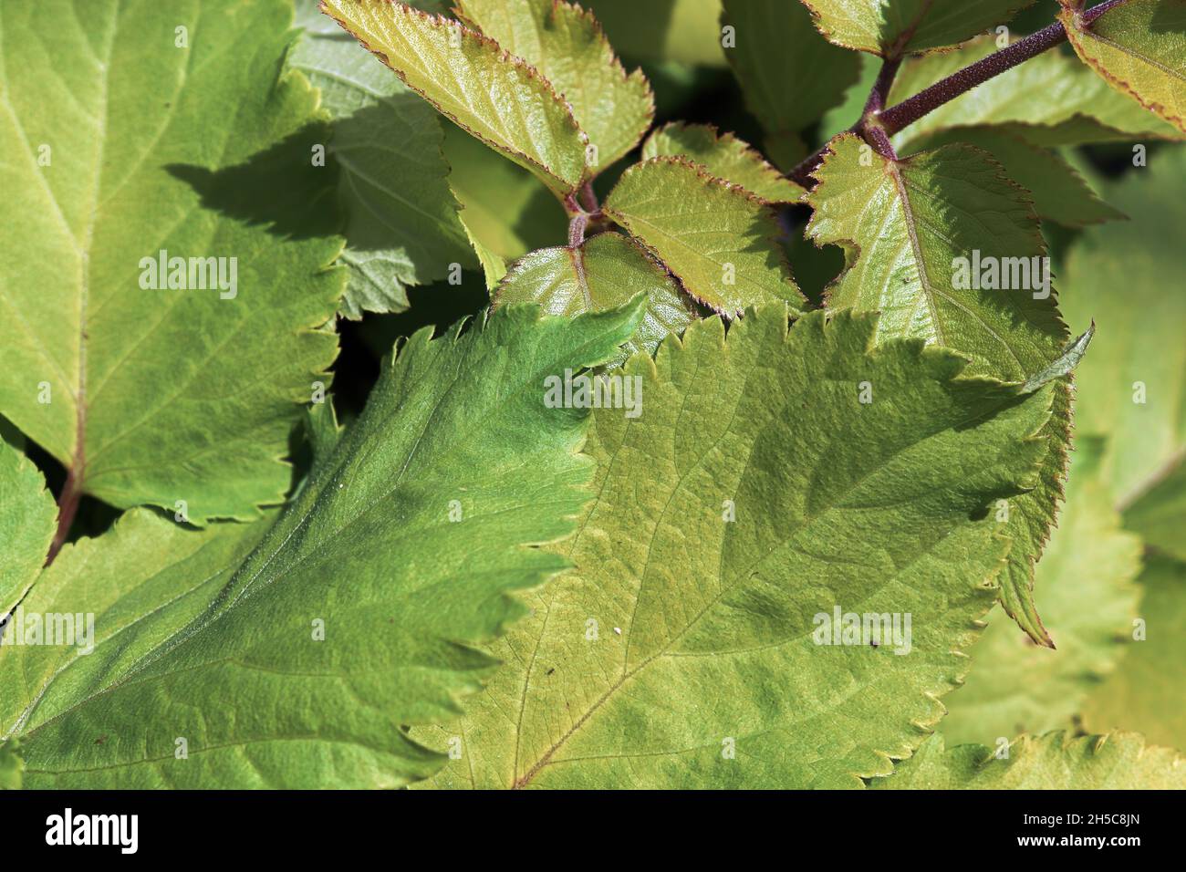 Feuilles de vert néon sur une plante de Spiklard dorée Banque D'Images