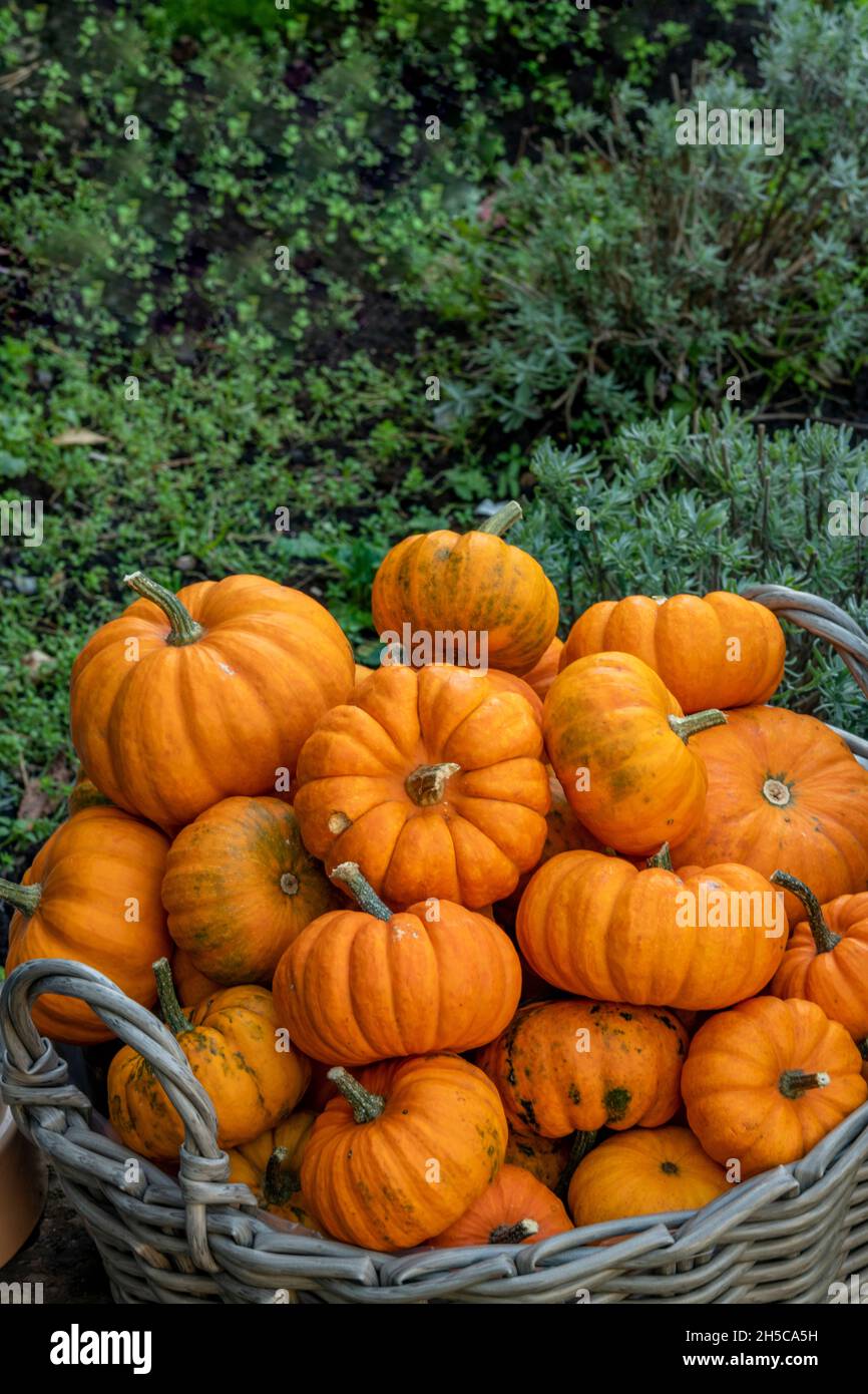 pile de citrouilles prêtes pour les célébrations de la nuit d'halloween en octobre, empilée de grandes citrouilles orange prêtes à la vente pour les fêtes d'halloween en octobre. Banque D'Images