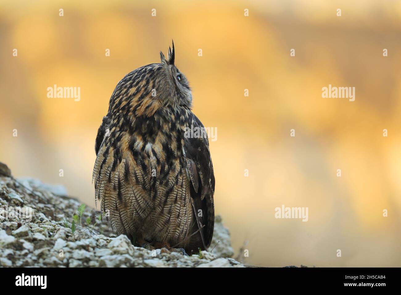 Un grand hibou marron se trouve sur la roche. Bubo Bubo, gros plan. La chouette-aigle eurasienne Banque D'Images