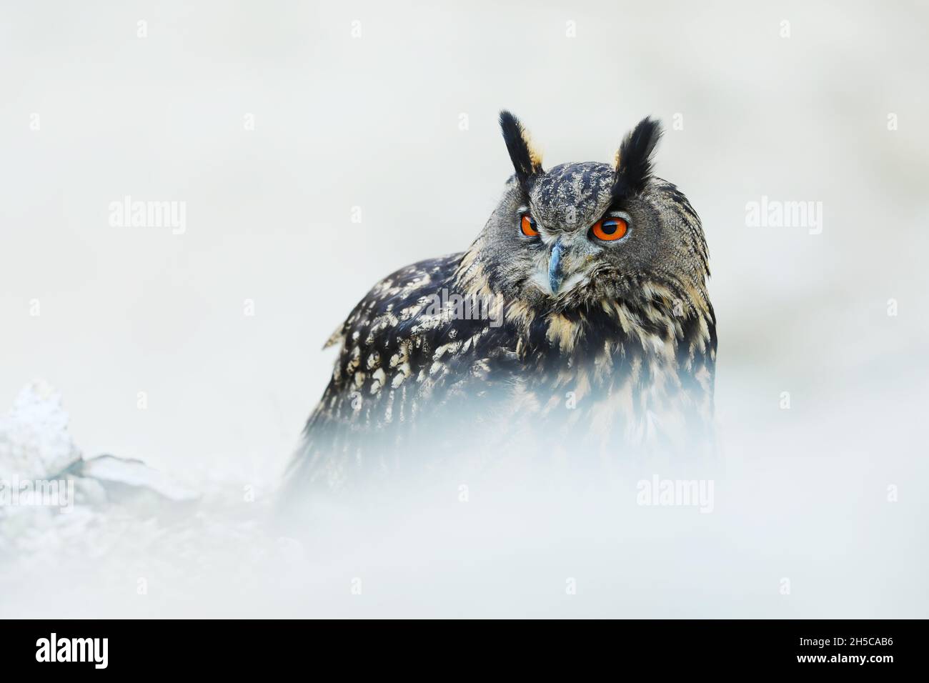 Un grand hibou marron se trouve sur la roche. Bubo Bubo, gros plan. La chouette-aigle eurasienne Banque D'Images
