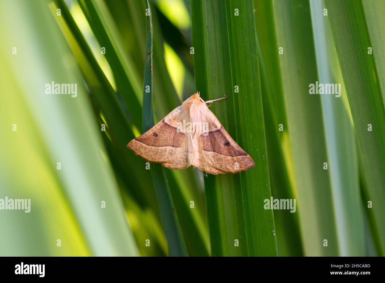 Un papillon de chêne à pétoncle (Crocallis elinguaria) reposant sur des feuilles de carex pendant une journée de juillet à Sussex, Angleterre, Royaume-Uni. Banque D'Images