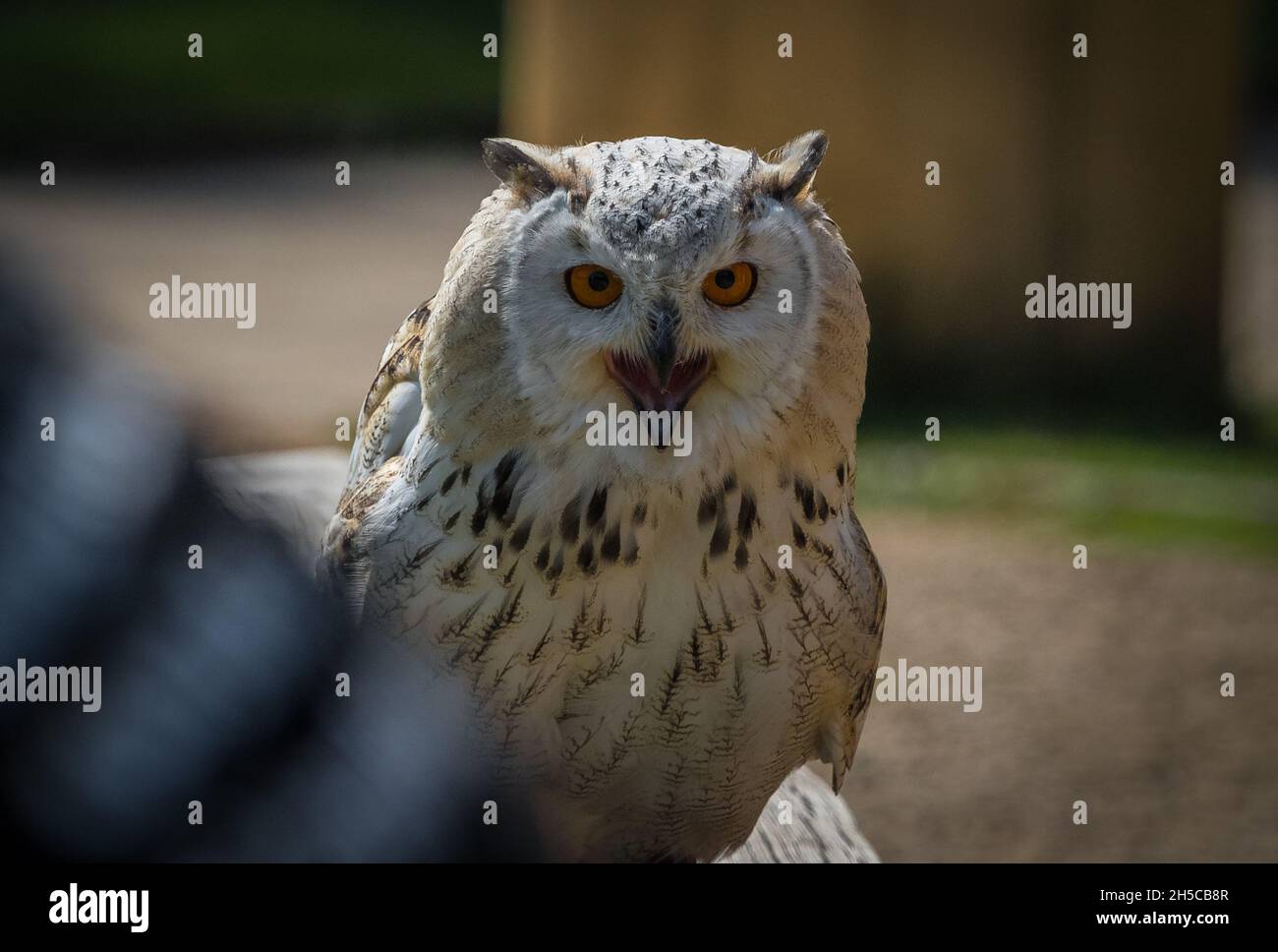 Un hibou de la grange à proximité dans une fauconnerie à saarburg, espace de copie Banque D'Images