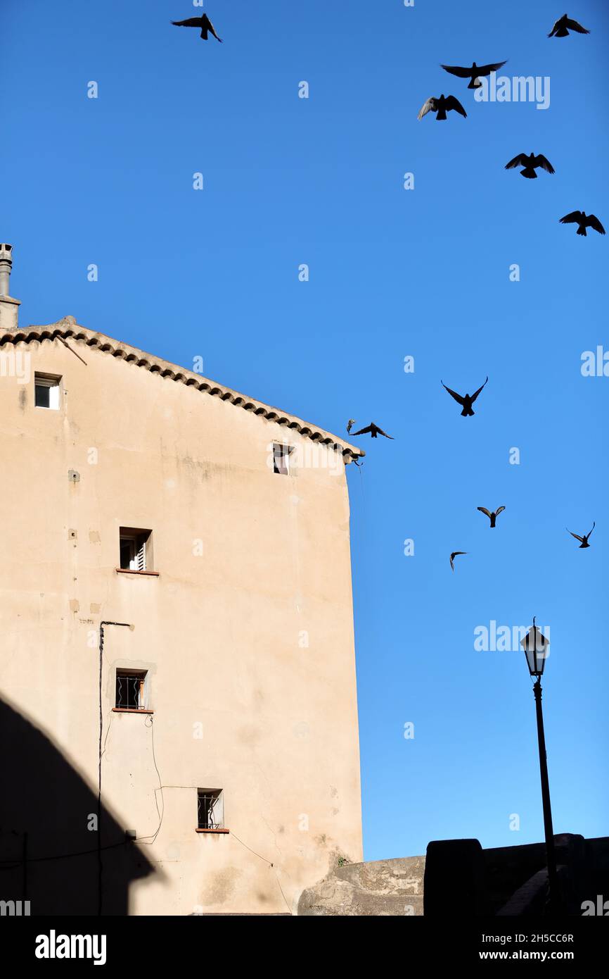 Oiseaux volant dans le ciel bleu, Grasse, Alpes-Maritimes, 06, Côte d'Azur,PACA Banque D'Images Oiseaux volant dans le ciel bleu, Grasse, Alpes-Maritimes, 06, Côte d'Azur,PACA Banque D'Images