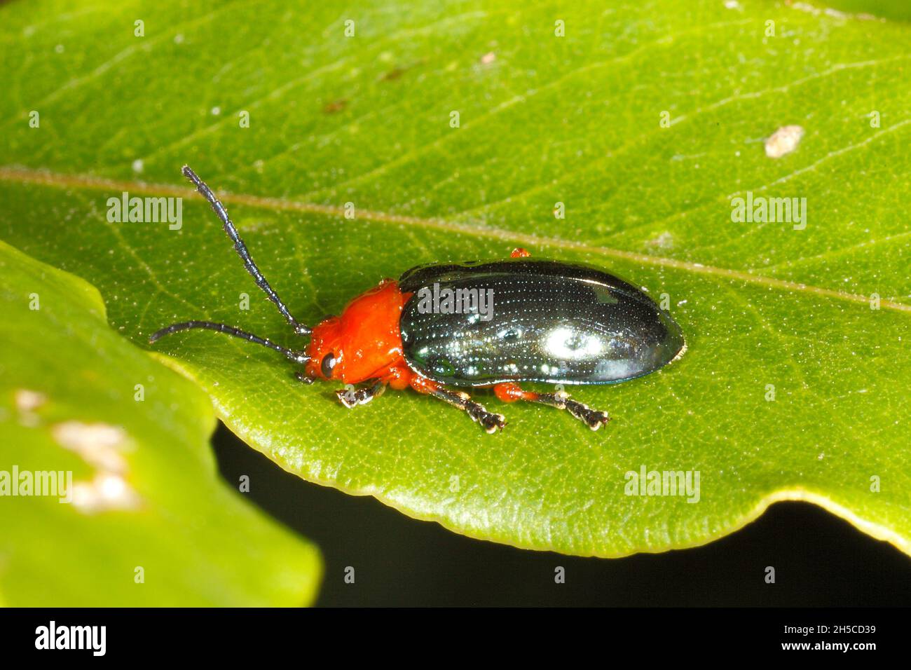Pittosporum Beetle Lamprolina sp. AdulteLamprolina impressicollis ou Lamprolina aeneipennis.Une feuille de perles.Coffs Harbour, Nouvelle-Galles du Sud, Australie Banque D'Images