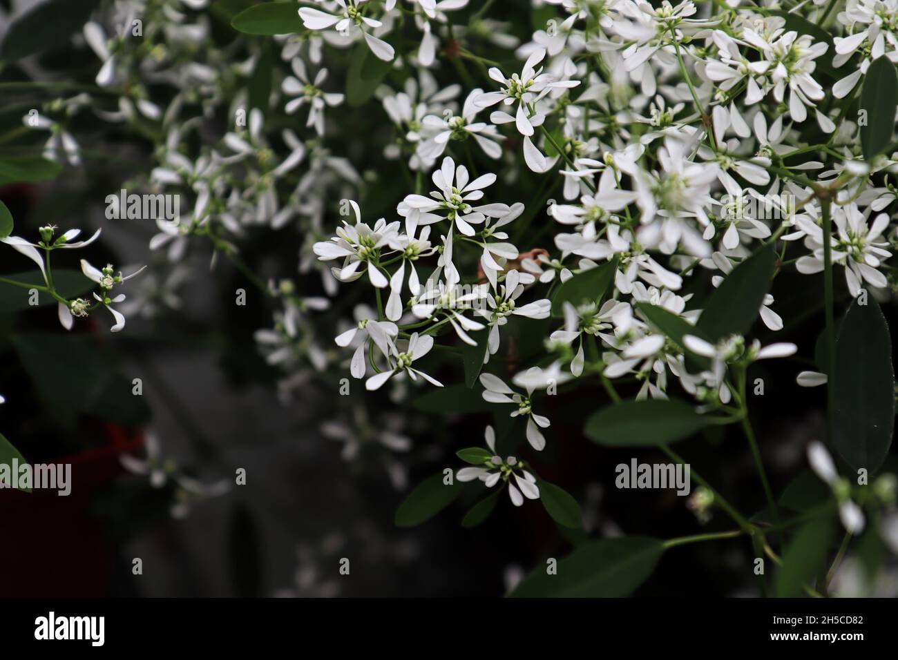 Gros plan de petites fleurs sur les monticules de spheunge Banque D'Images