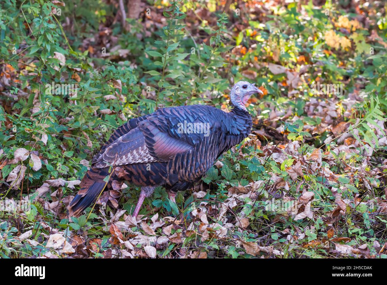 dinde sauvage (Meleagris gallopavo) en automne.Comté de Delaware.New York.ÉTATS-UNIS Banque D'Images