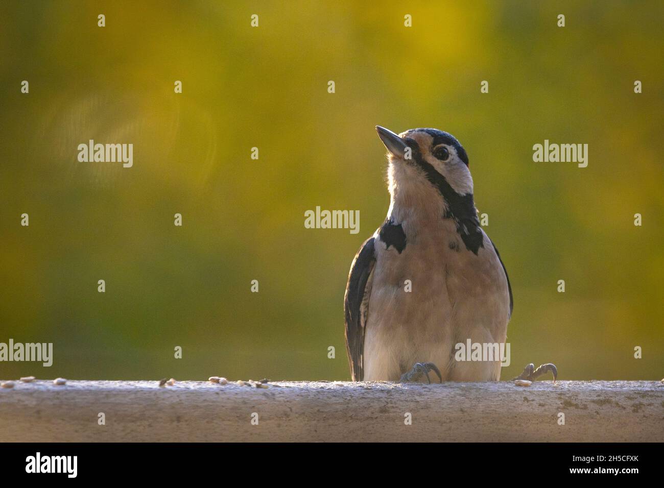 observation des oiseaux sur un balkony Banque D'Images