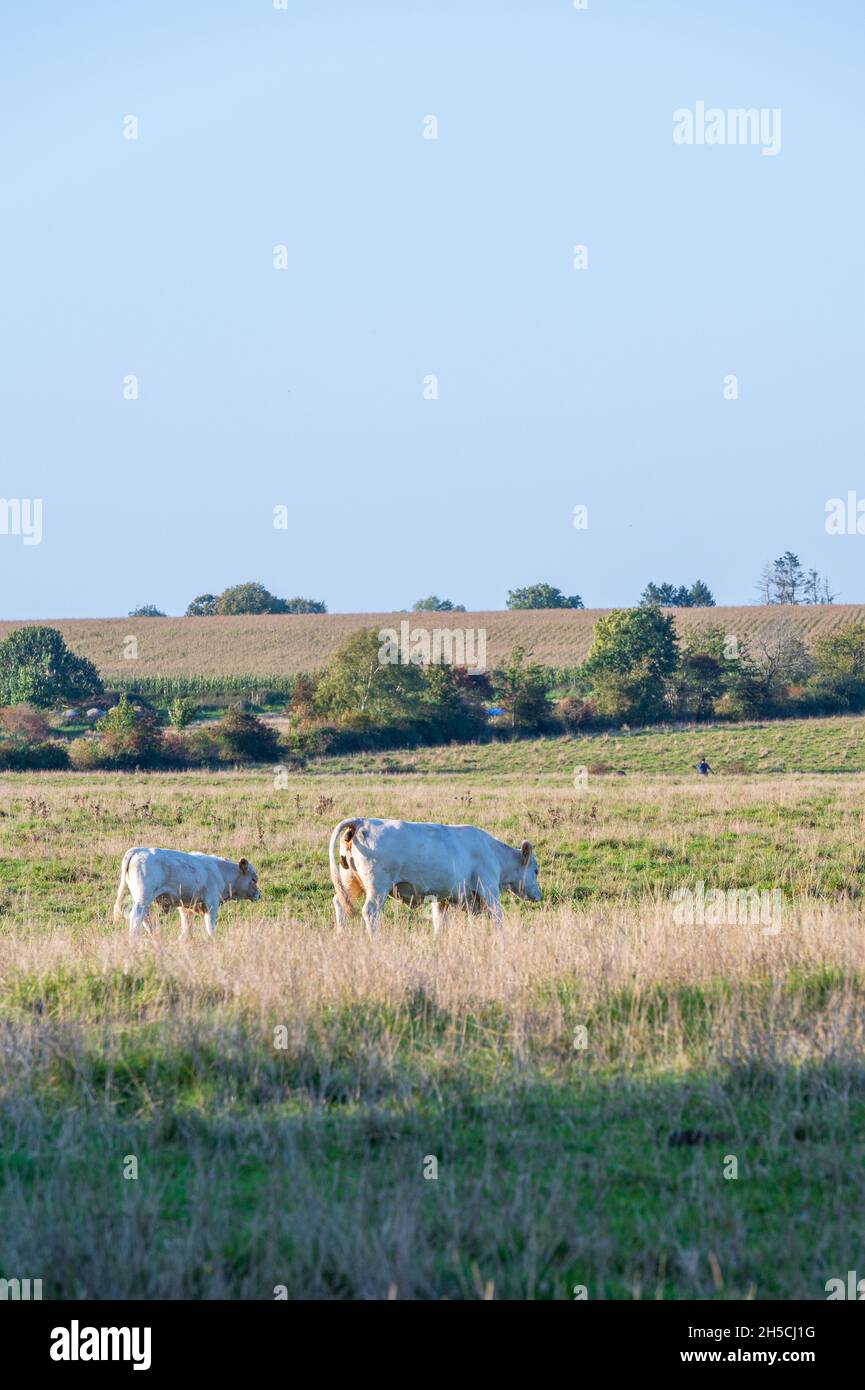 Vache blanche et veau sur des terres agricoles plates de Skåne en Suède à la fin de l'été Banque D'Images