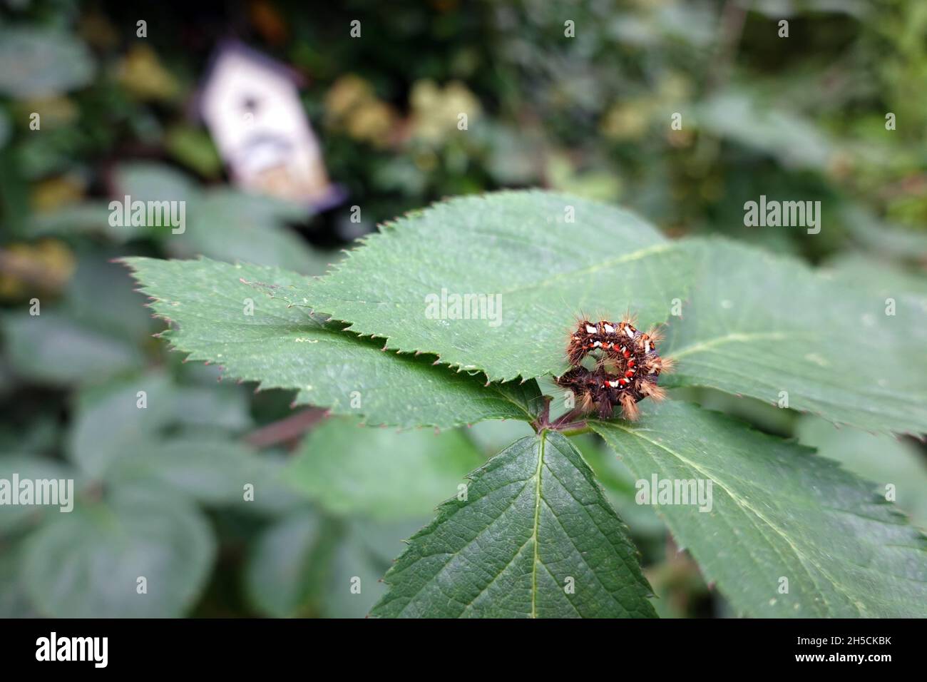 Raupe einer Ampfer-Rindeneule oder Ampfereule (Acronicta rumicis), Nordrhein-Westfalen, Deutschland, Weilerswist Banque D'Images