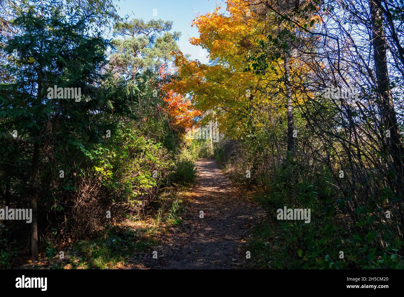 Un sentier par un terrain de football divisé par des arbres et des buissons colorés Banque D'Images