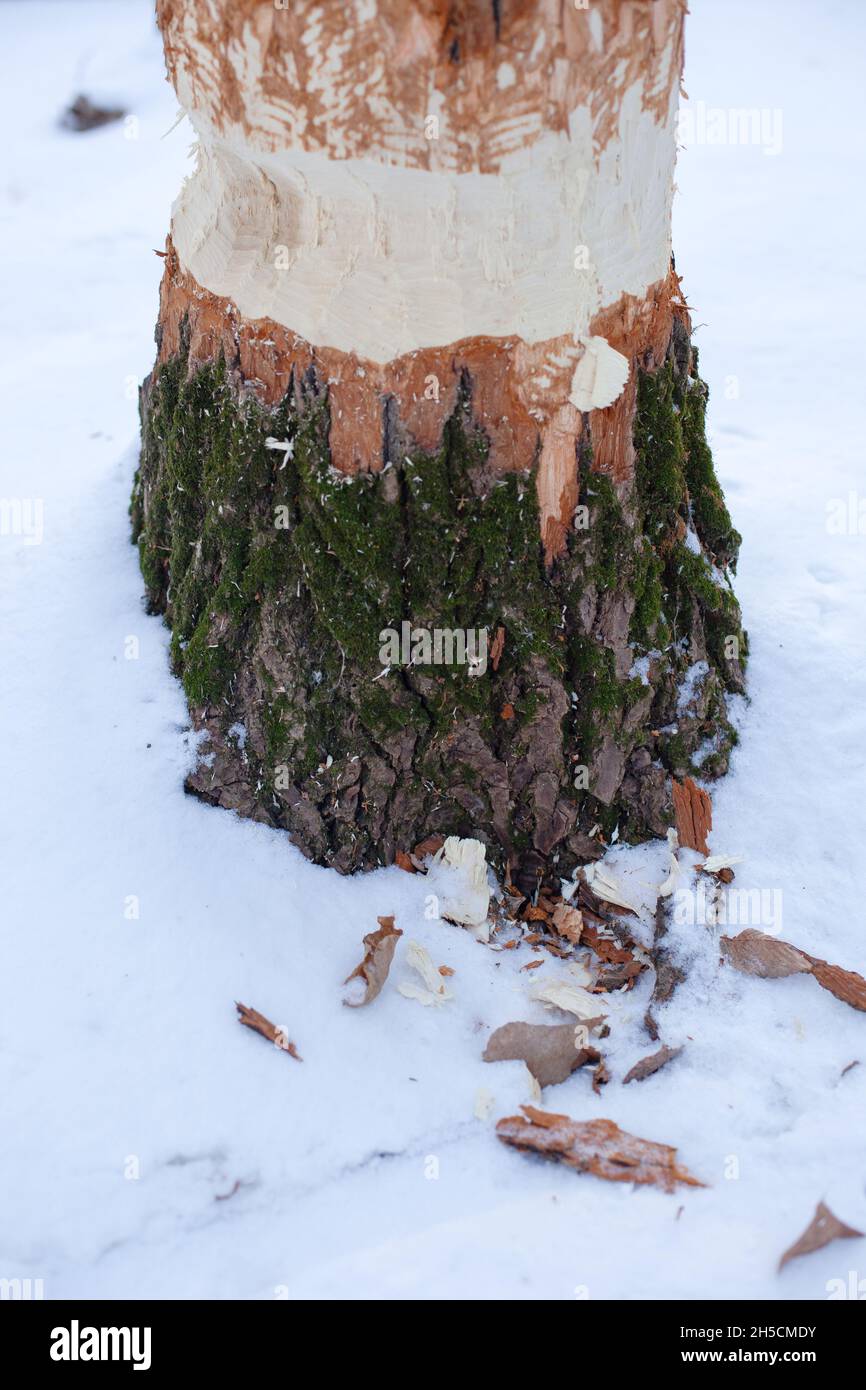 Gros plan de l'arbre dans la forêt d'hiver.Le jeune arbre pousse dans la forêt, son bois a été mangé par les castors, paysage d'hiver après les chutes de neige Banque D'Images
