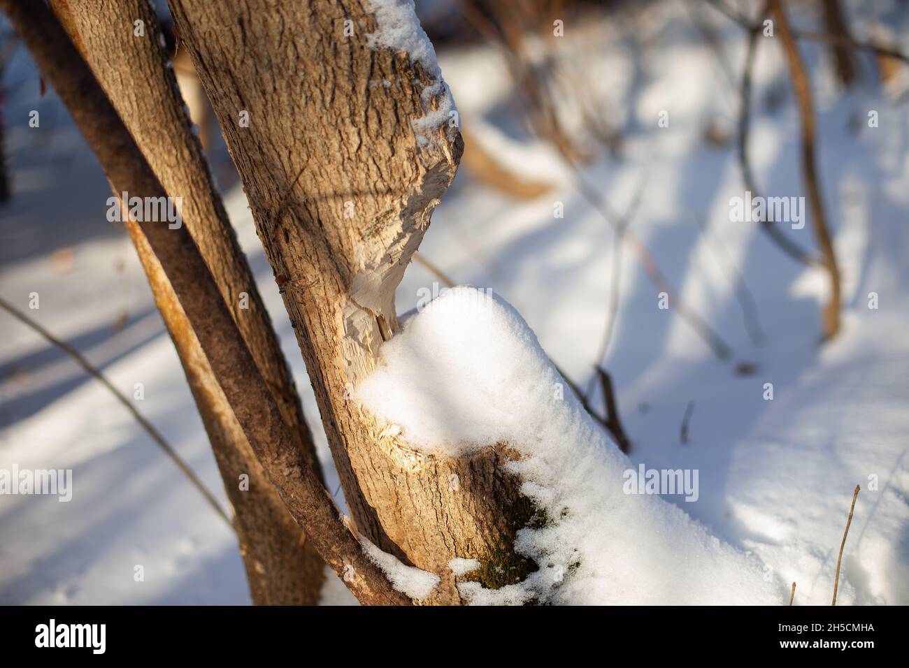Gros plan du tronc de l'arbre.Tronc de jeune arbre à feuilles caduques avec des marques de dents de castor et recouvert de neige après une forte tempête de neige Banque D'Images