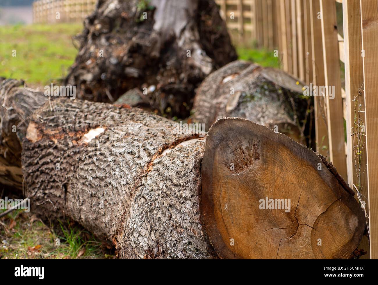 Aylesbury Vale, Royaume-Uni.8 novembre 2021.Aujourd'hui, HS2 a enlevé des troncs d'arbres d'un autre bois qu'ils ont abattu pour la construction du train à grande vitesse.Ce n'était que quelques jours après que le Premier ministre Boris Johnson a annoncé à la Conférence COP26 sur le climat à Glasgow "d'arrêter et d'inverser la déforestation et la dégradation des terres d'ici 2030.Pas seulement l'arrêt, mais l'inverse".Il a également décrit les arbres comme étant les 'poumons de notre planète', cependant, pendant ce temps, HS2 continuent à tomber ou à mettre en danger 108 anciennes terres boisées pour le chemin de fer très critiqué HS2.Crédit : Maureen McLean/Alay Live News Banque D'Images