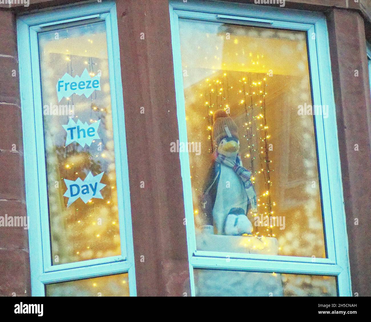 Glasgow, Écosse, Royaume-Uni 8 novembre 2021.Les concepts du thème du changement climatique ont été le thème moteur dans le champ de bataille de la ville qui se tient actuellement pendant la conférence cop26 coïncidente en même temps.La Wanderland d'hiver est une célébration croissante qui se déroule par intermittence au cours de l'année dans des quartiers définis au Royaume-Uni avec un thème décidé localement qui se traduit par des fenêtres avant artistiquement décorées « Covid-safe moyen de relier les gens, transformant les rues en galeries extérieures magiques ».Crédit Gerard Ferry/Alay Live News Banque D'Images