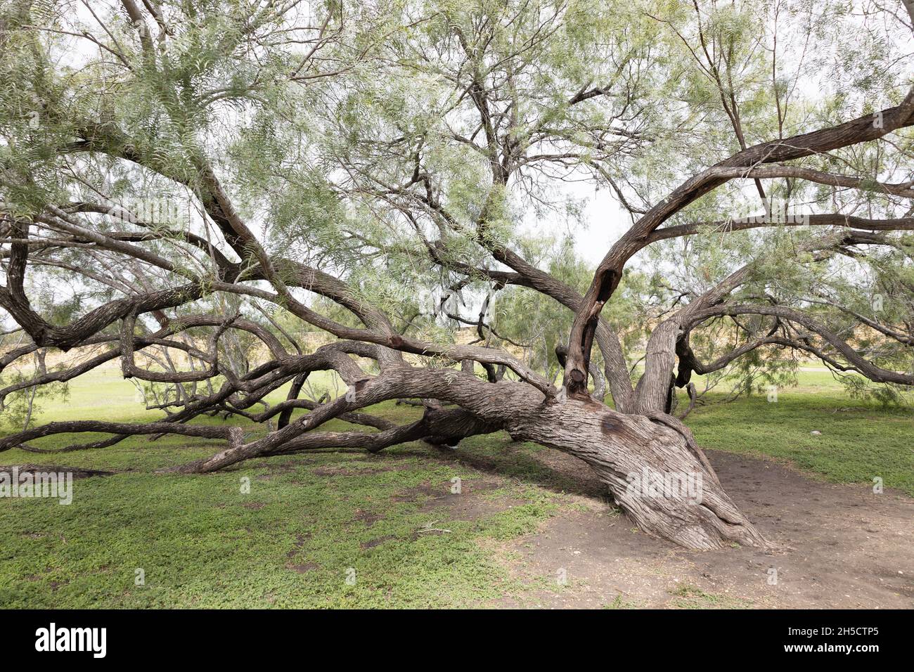Un arbre de Mesquite au miel dans le parc national historique de San Antonio missions. Banque D'Images