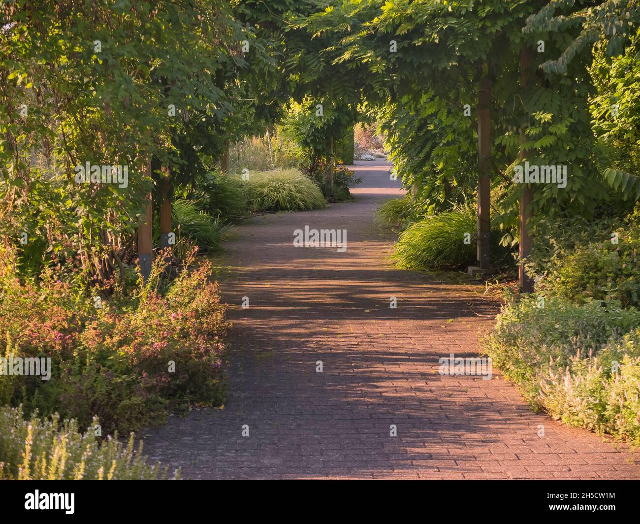 Sentier dans le jardin botanique dans la lumière du soir, Allemagne, Hambourg, Flottbek Banque D'Images