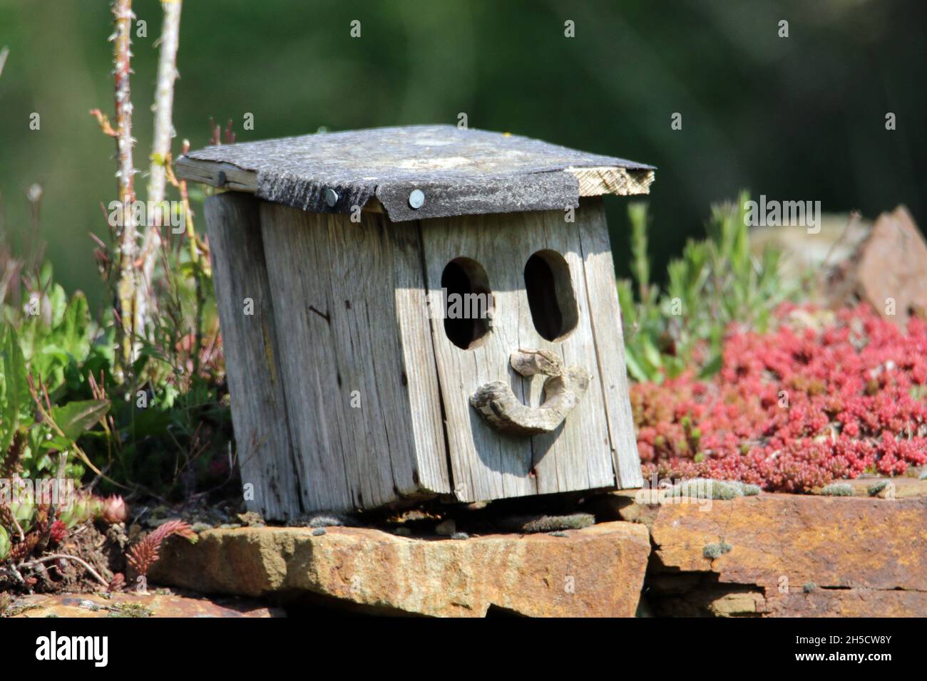 Boîte de nidification pleine d'esprit pour les oiseaux, en forme de visage, en Allemagne Banque D'Images