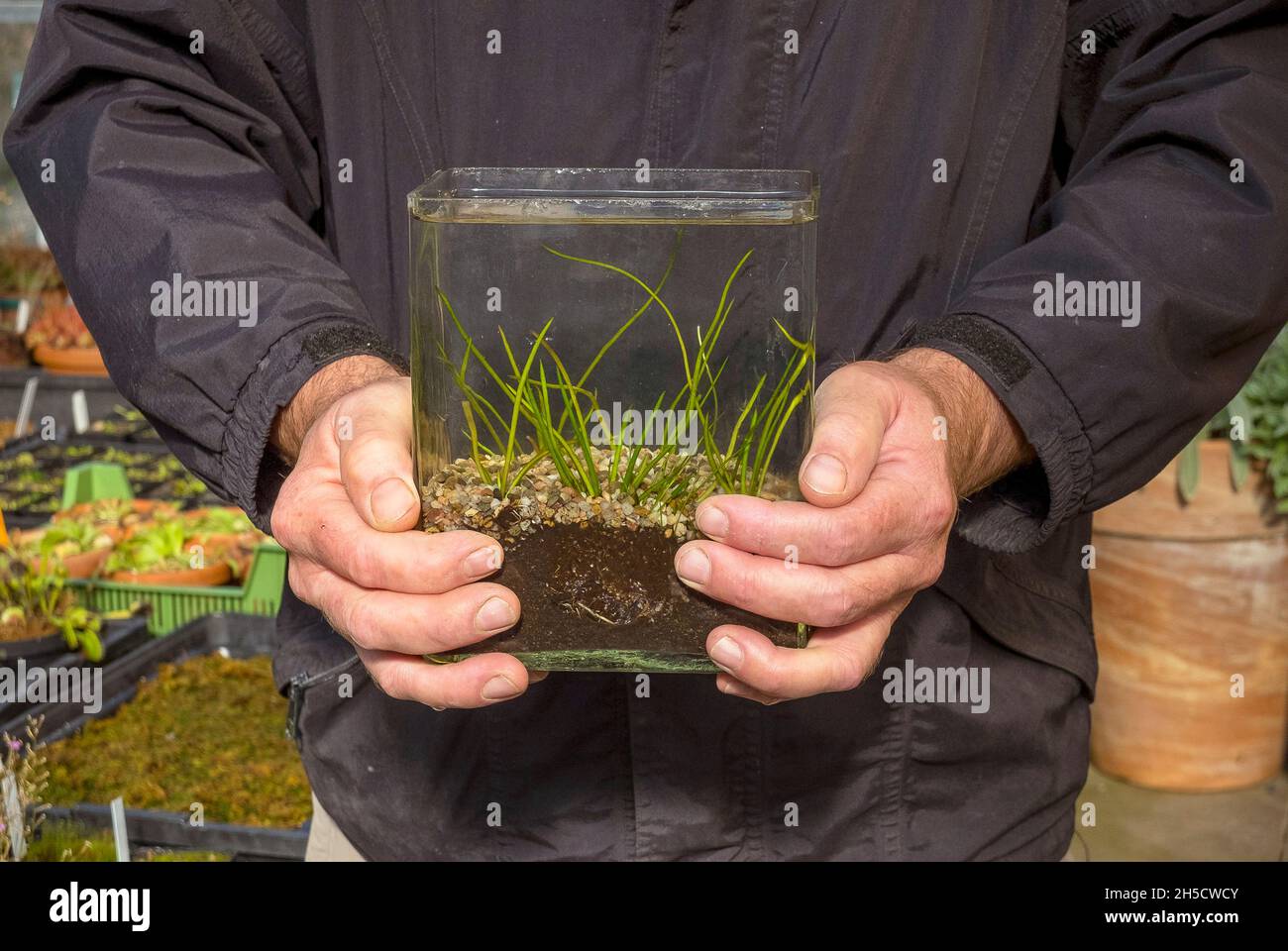 l'isoète occidentale (Isoetes lacustris), dans un verre dans les mains d'un jardinier dans le jardin botanique, Allemagne, Hambourg, Flottbek Banque D'Images