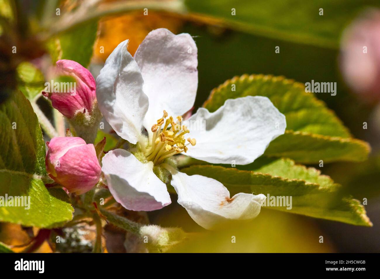 pommier (Malus domestica), fleurs et bourgeons de pomme, Allemagne Banque D'Images