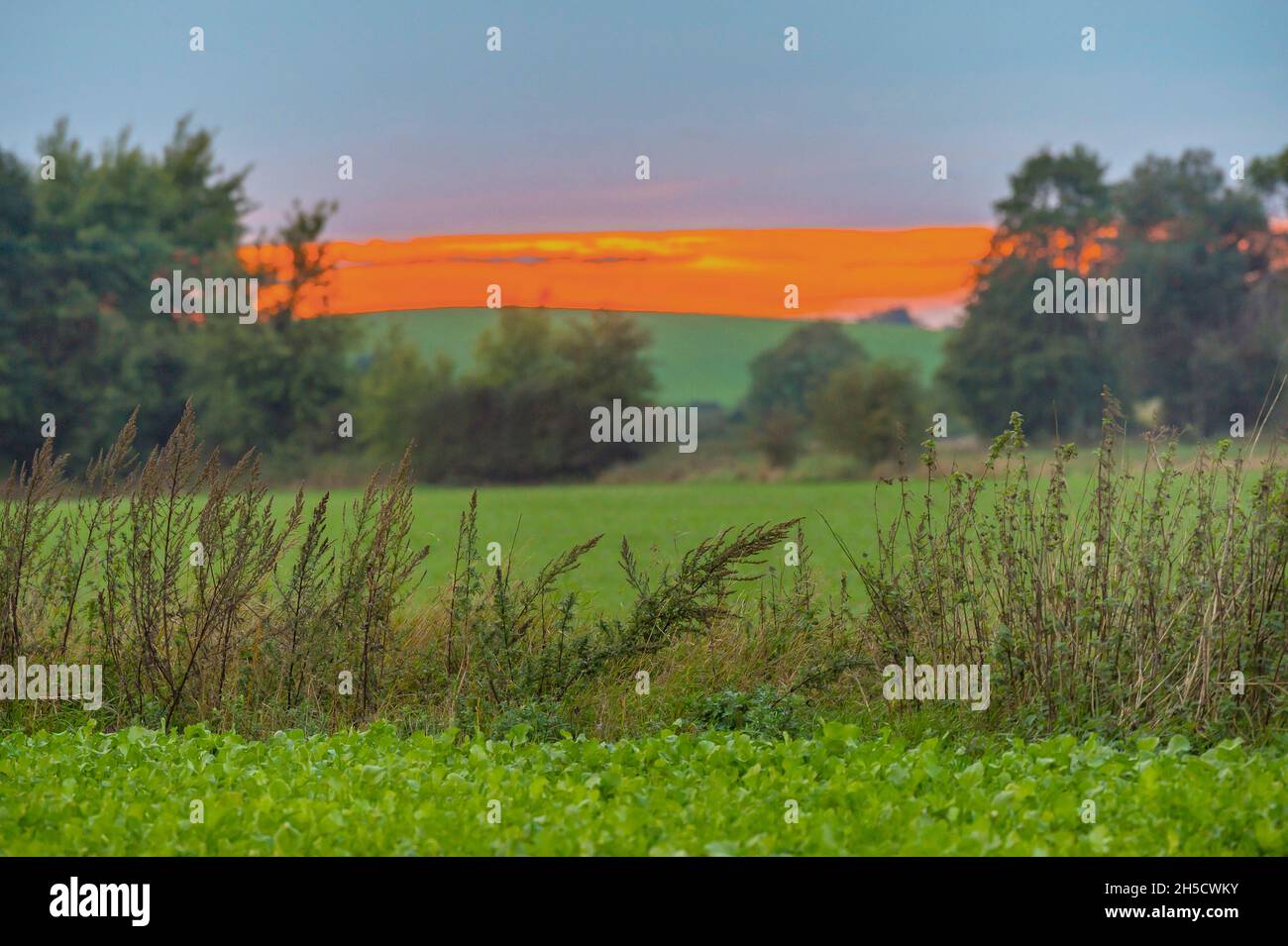 Champ frontière dans le paysage de geest au coucher du soleil, Allemagne, Schleswig-Holstein Banque D'Images