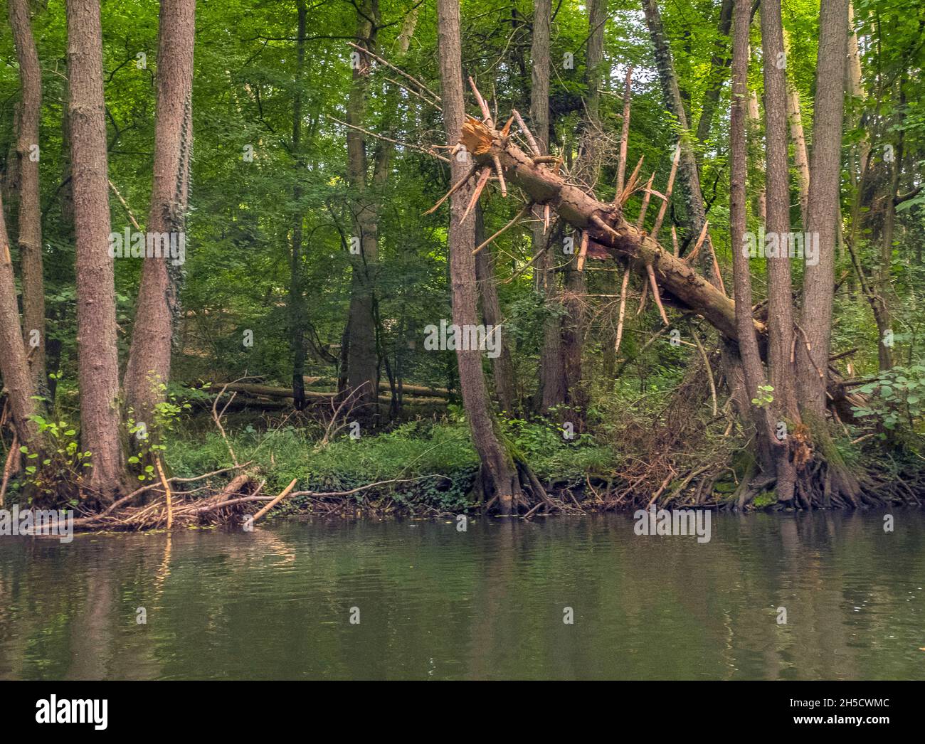 Nature à la rivière Warnow, Allemagne, Mecklembourg-Poméranie occidentale Banque D'Images