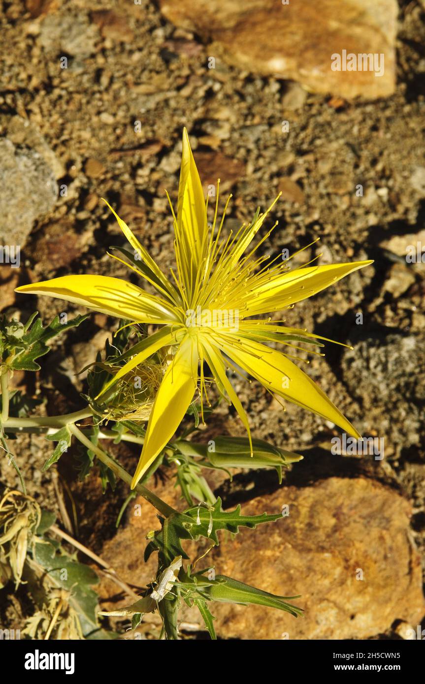 Fleur d'étoile blazante (Mentzelia laevicaulis), fleur, États-Unis, Californie, parc national de Yosemite Banque D'Images