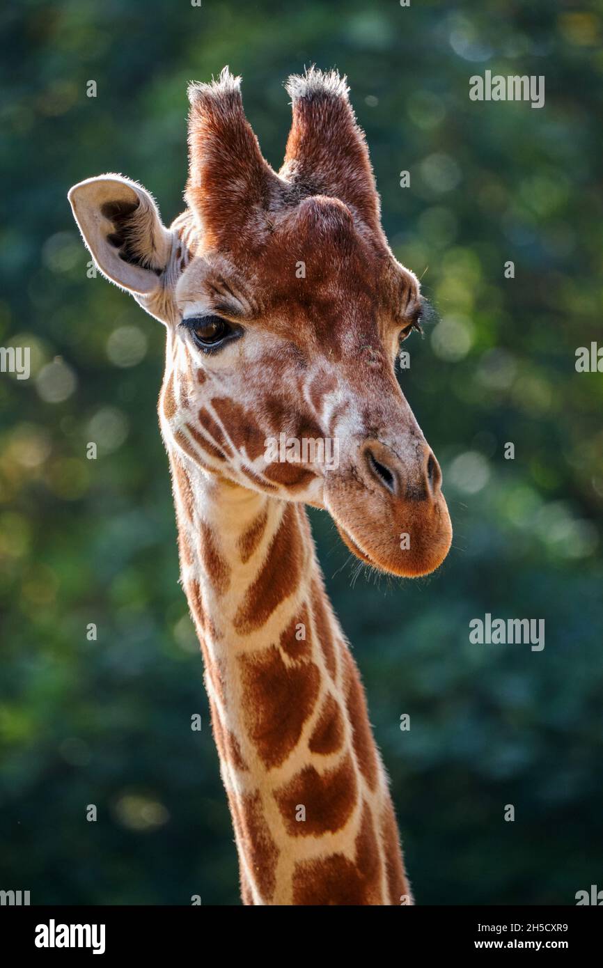 La tête et le cou de girafe Banque D'Images