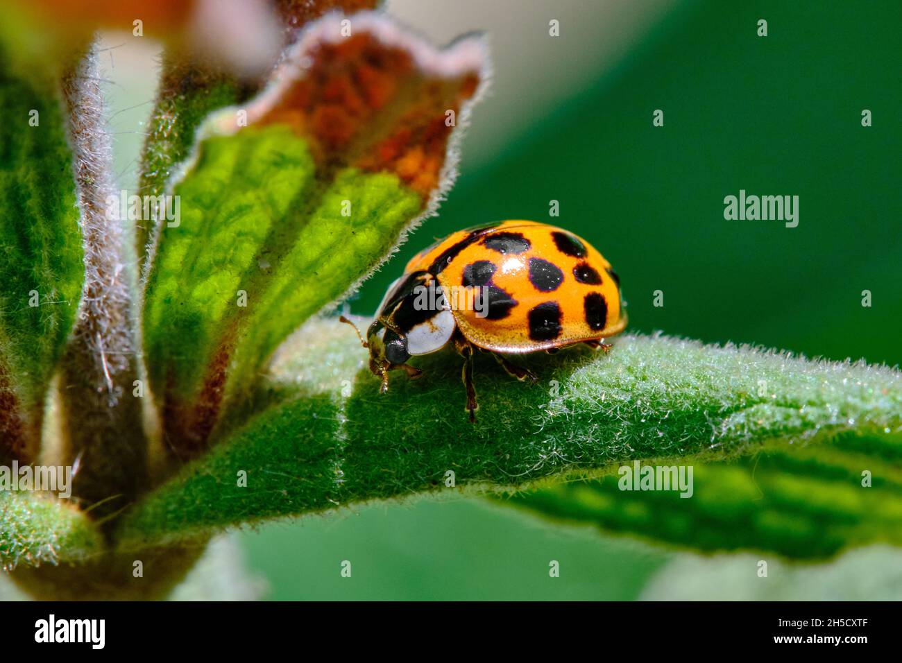 Arlequin Ladybird sur la feuille Banque D'Images