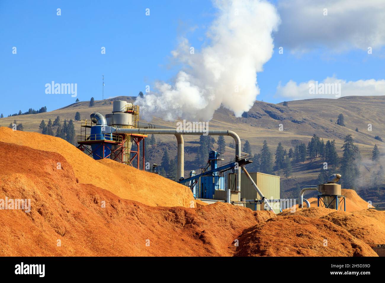 Les piles de copeaux de bois à transformer en granules de bois alimentent un sous-produit de l'industrie du bois d'oeuvre et une ressource renouvelable. Banque D'Images