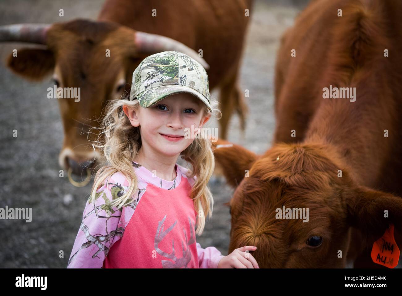 Petite fille avec camo Cap et chemise rose, Petting Longhorn bétail au Texas Banque D'Images