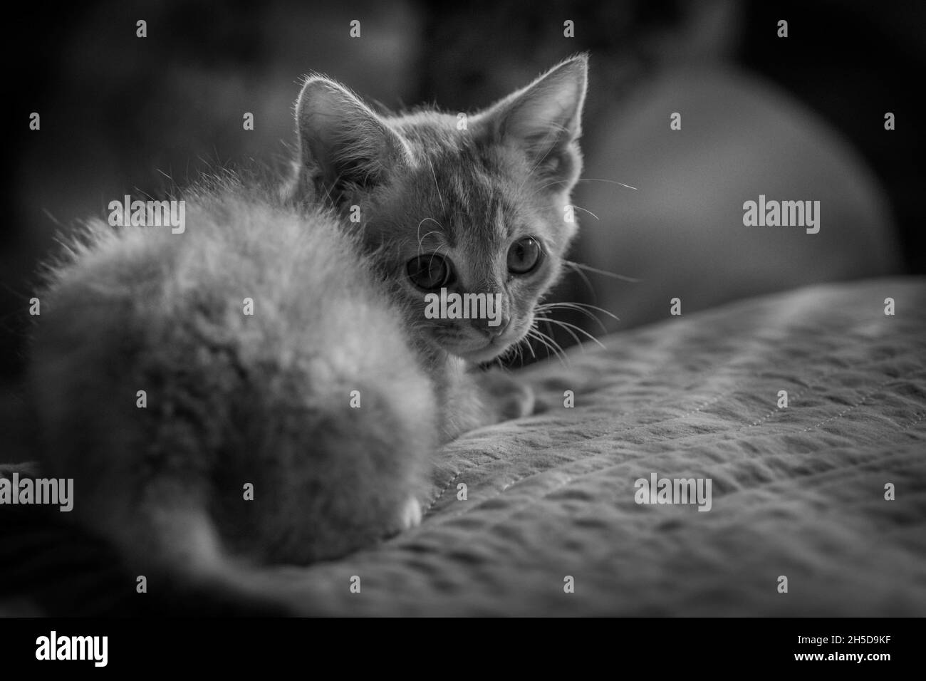 adorable portrait noir et blanc de chaton smal Banque D'Images