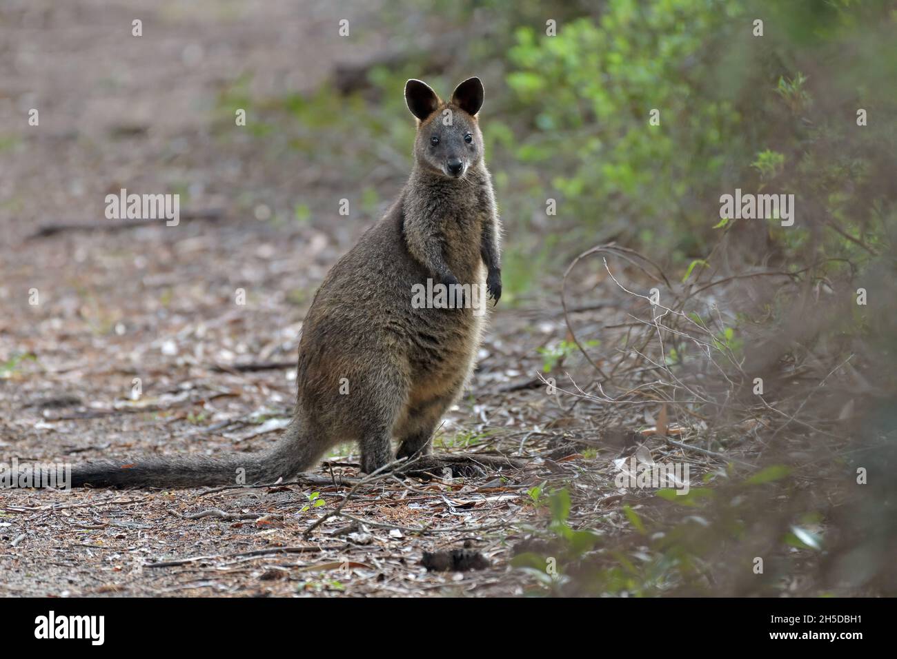 Un marécage sauvage Wallaby (Wallabia bicolor) se dresse sur une piste de brousse en Nouvelle-Galles du Sud, en Australie Banque D'Images