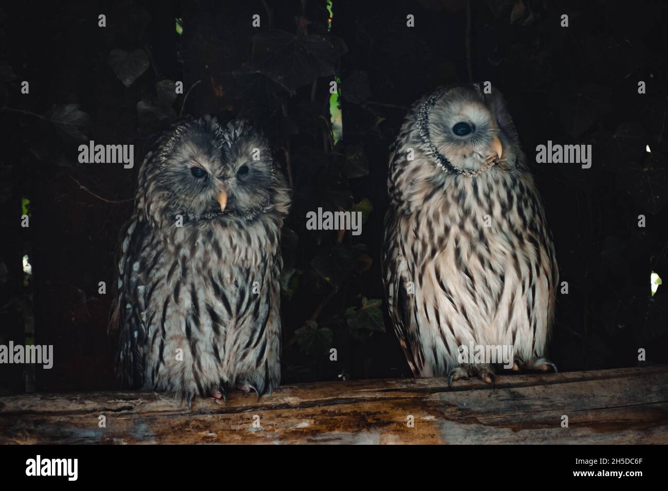 un portrait d'un chouette fantastique Banque D'Images