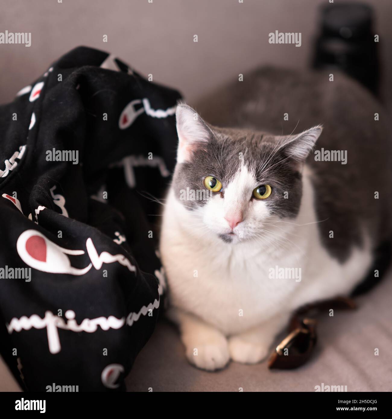 Le chat fait désormais partie de la famille. Banque D'Images