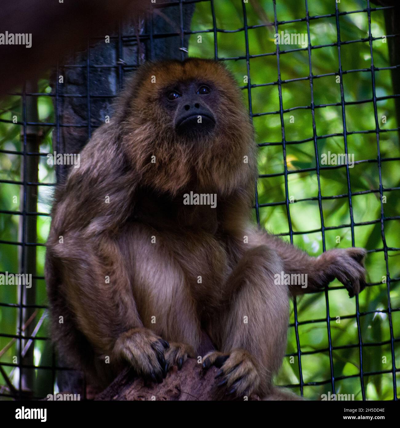 Gros plan du singe hurleur dans la cage. Banque D'Images