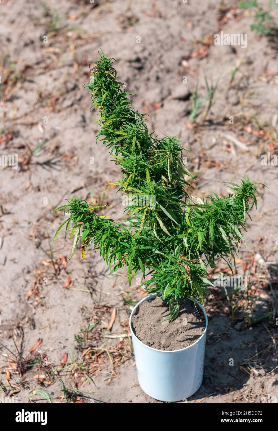 Un buisson de cannabis mature dans un pot blanc se tient sur le  sol.Croissance à l'extérieur Photo Stock - Alamy