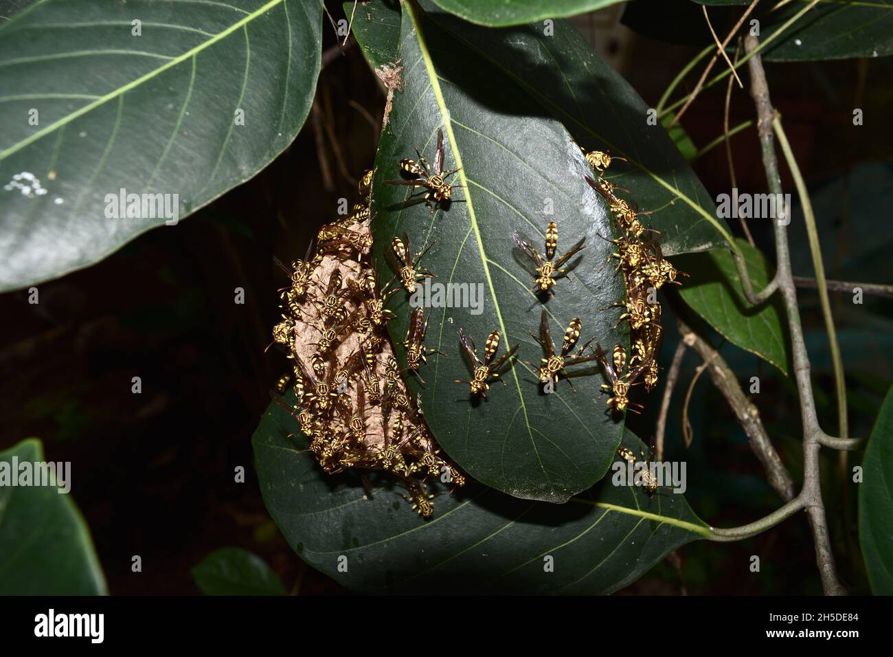 Le papier de jaquette jaune de l'est a ruche dans un arbre de plantes à feuilles vertes, groupe de hornet européen ou Vespa commun en forêt, bandes jaunes et noires sur l'insecte Banque D'Images