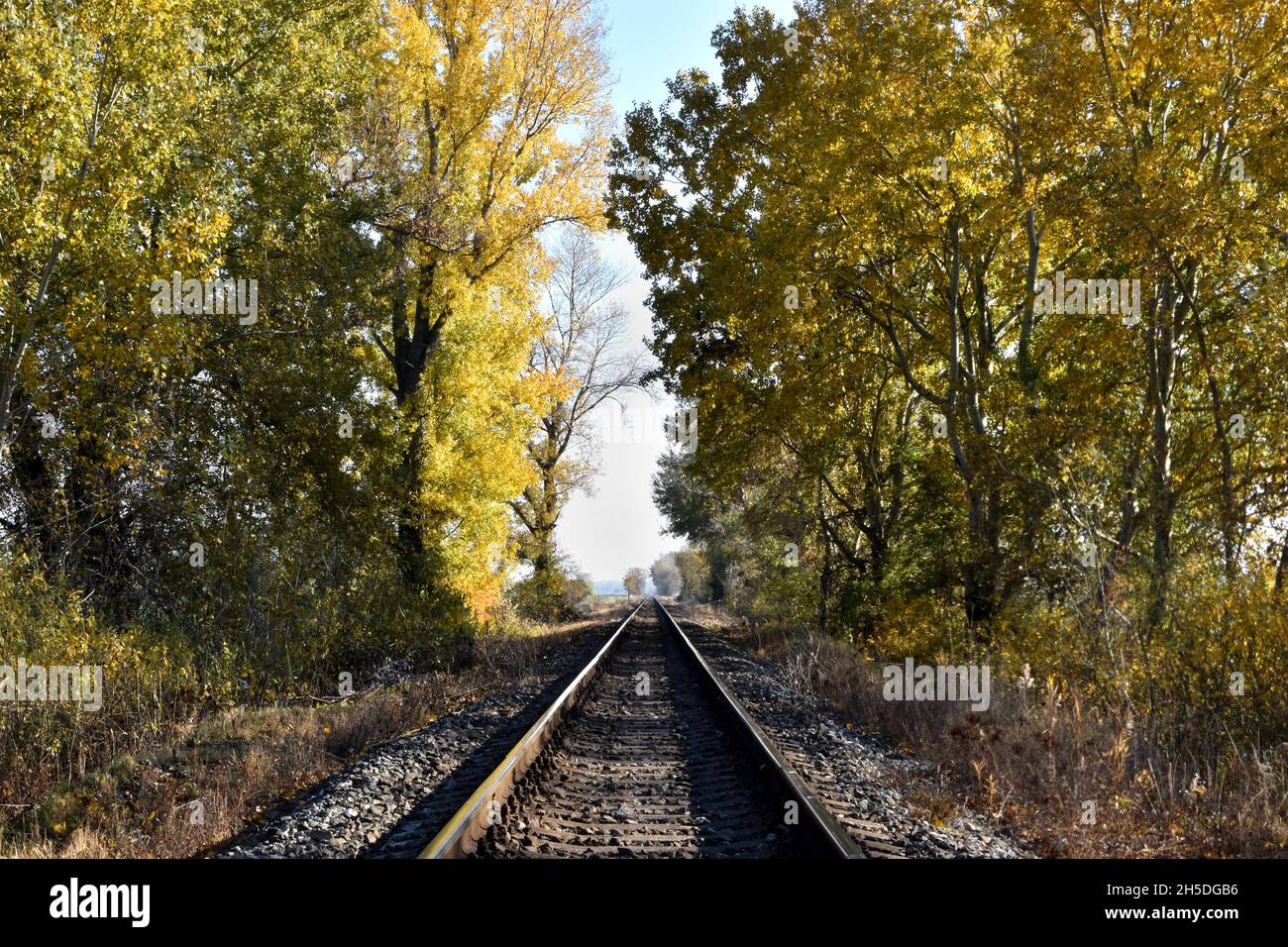 Chemin de fer à travers les arbres Banque D'Images