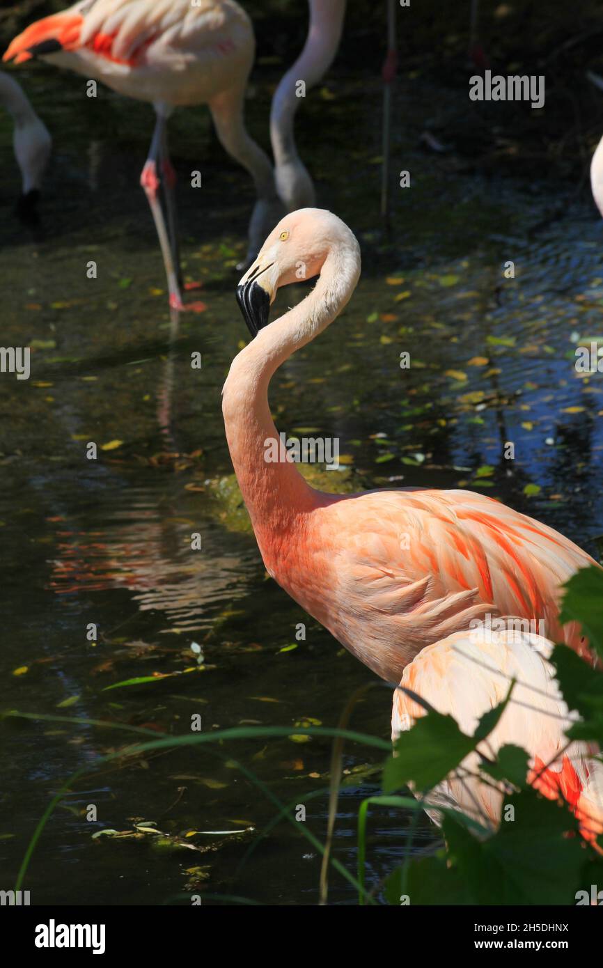 Pink Flamingo's dans un étang du Kansas Banque D'Images