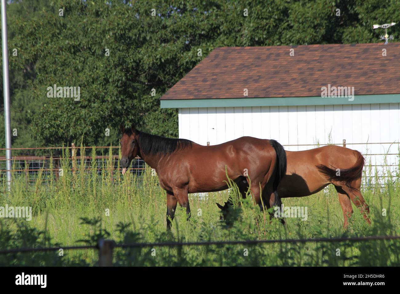 Deux chevaux rouges dans un corral avec une clôture en métal et une grange Banque D'Images