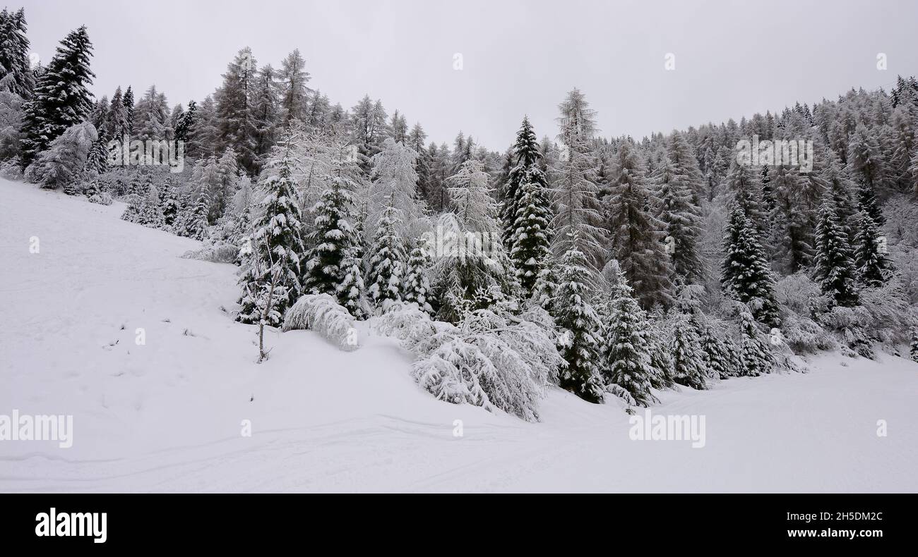 les forêts sur les hauts sommets des montagnes Banque D'Images