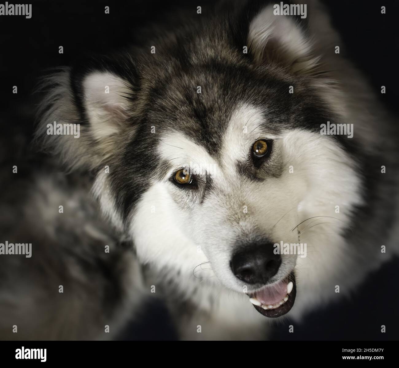 Gros plan d'un mignon malamute en regardant vers le haut sur un arrière-plan flou Banque D'Images