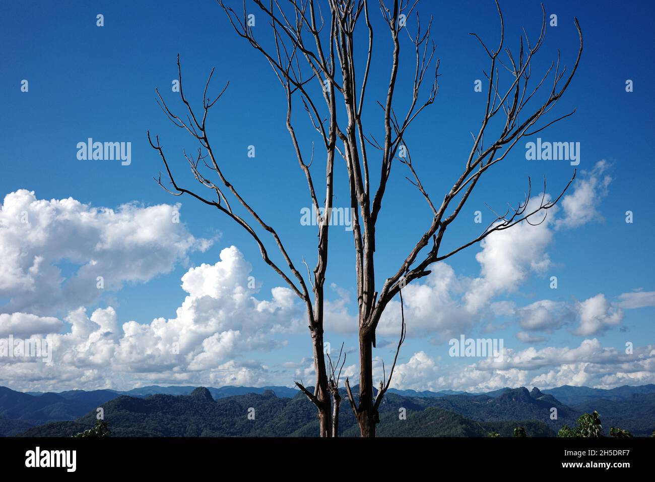 Tige d'arbre sèche et branches sans feuille dans la zone de sécheresse chaude de la forêt tropicale avec fond de ciel bleu nuageux en été. Banque D'Images