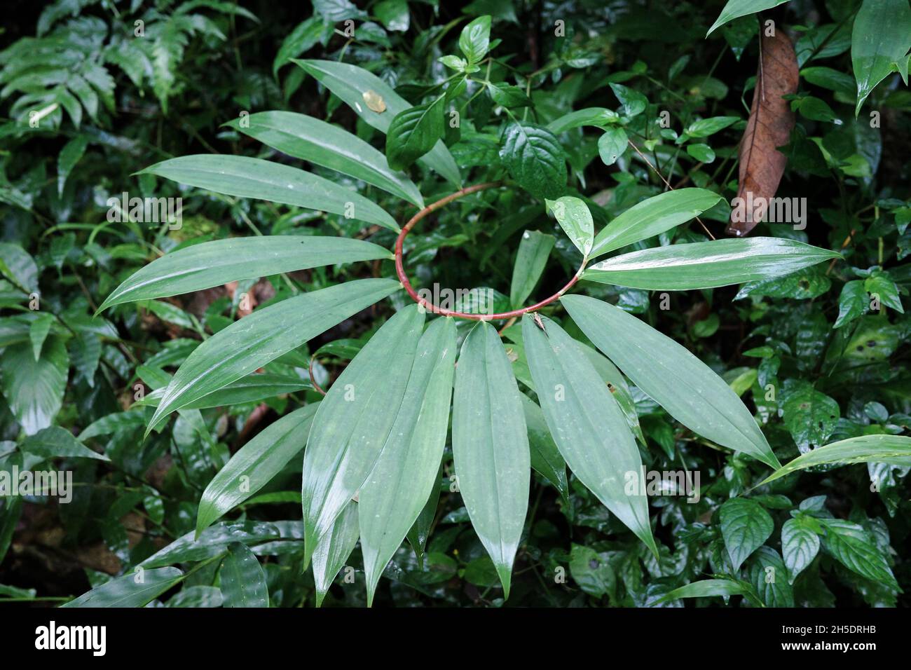 Gros plan sur les feuilles vertes en forme de courbe de branche à l'intérieur de la forêt tropicale. Banque D'Images