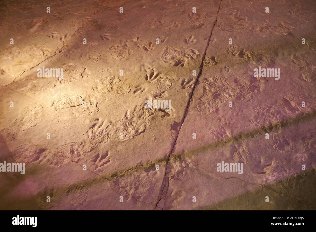 De véritables traces fossiles, découvertes et conservées à cet endroit.Au parc national Dinosaur près de Hartford, Connecticut. Banque D'Images