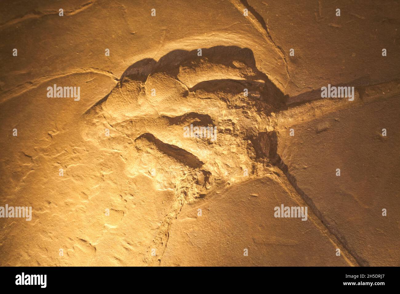 Un véritable pied fossile, une piste de griffe, découvert à cet endroit.Au parc national Dinosaur près de Hartford, Connecticut. Banque D'Images